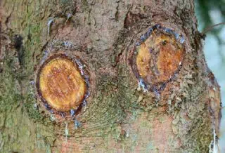 Comment cicatriser un arbre naturellement