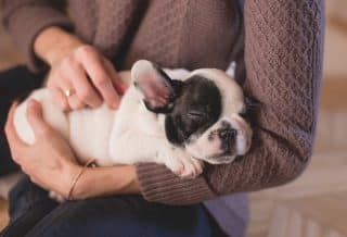 Les conseils pour adopter un bouledogue français