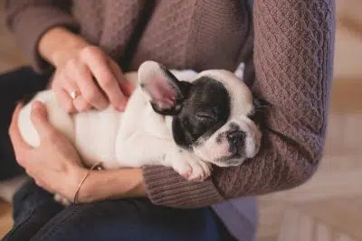 Les conseils pour adopter un bouledogue français