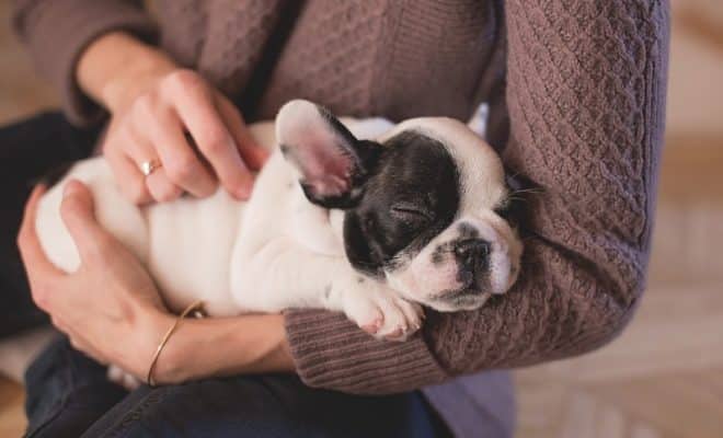 Les conseils pour adopter un bouledogue français