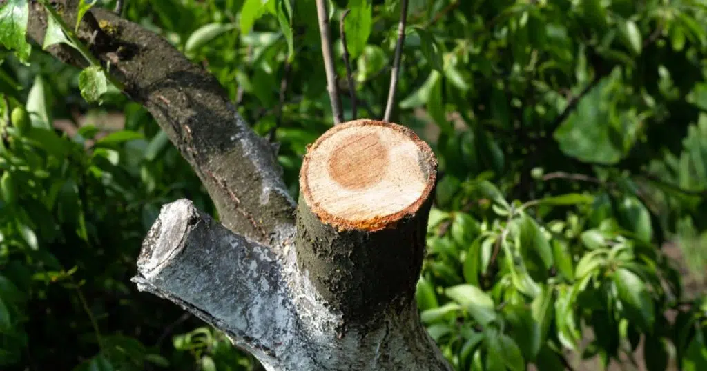 cicatriser un arbre naturellement