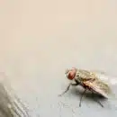 brown housefly