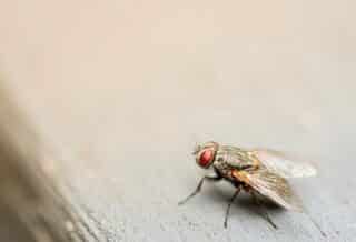 brown housefly