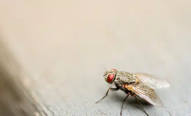 brown housefly