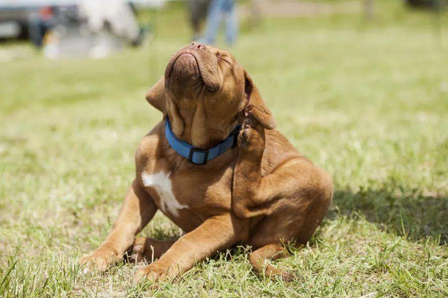 se débarrasser des puces sur un chien naturellement